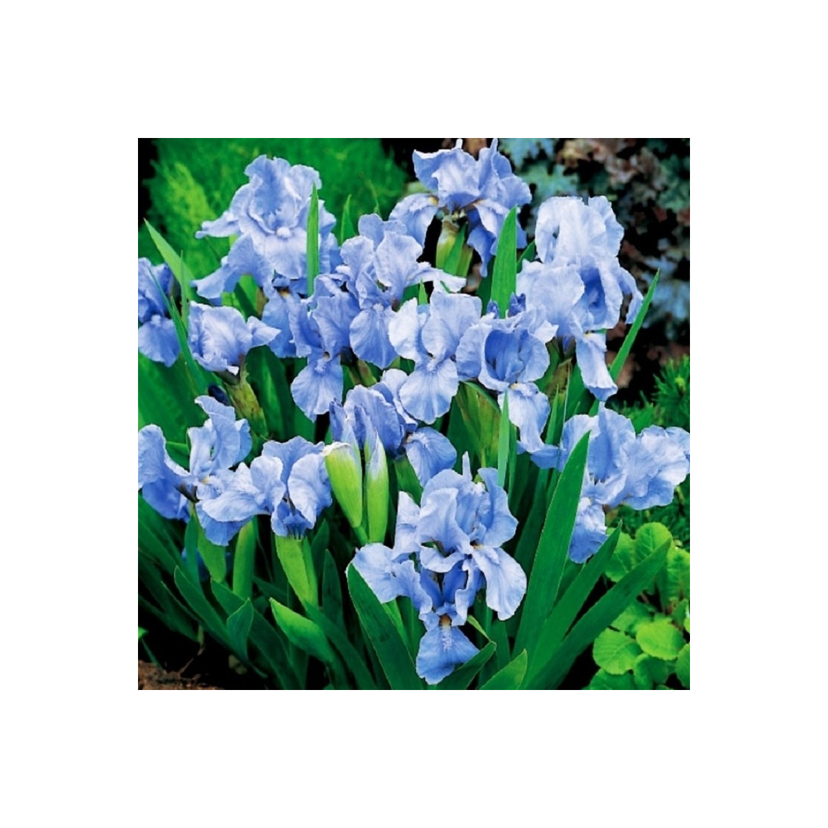 Kosatec Truly - Iris pumila - hľuzy kosatca - 1 ks