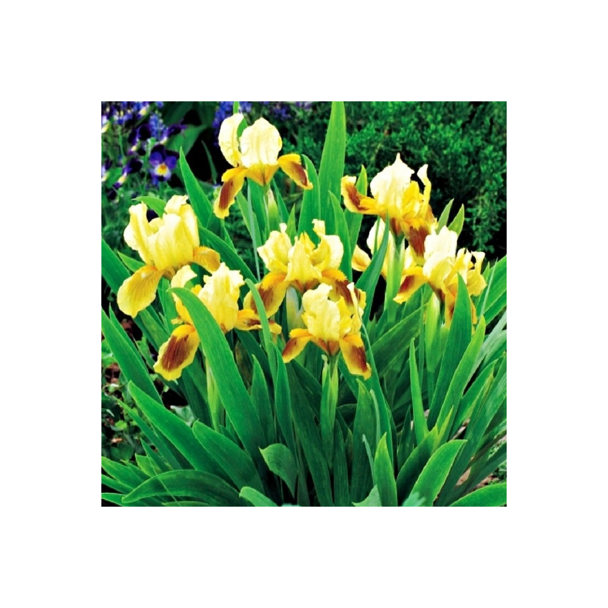 Kosatec Ritz - Iris pumila - hľuzy kosatca - 1 ks