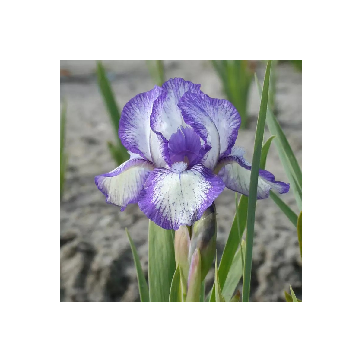 Kosatec Petit Polka - Iris pumila - hľuzy kosatca - 1 ks