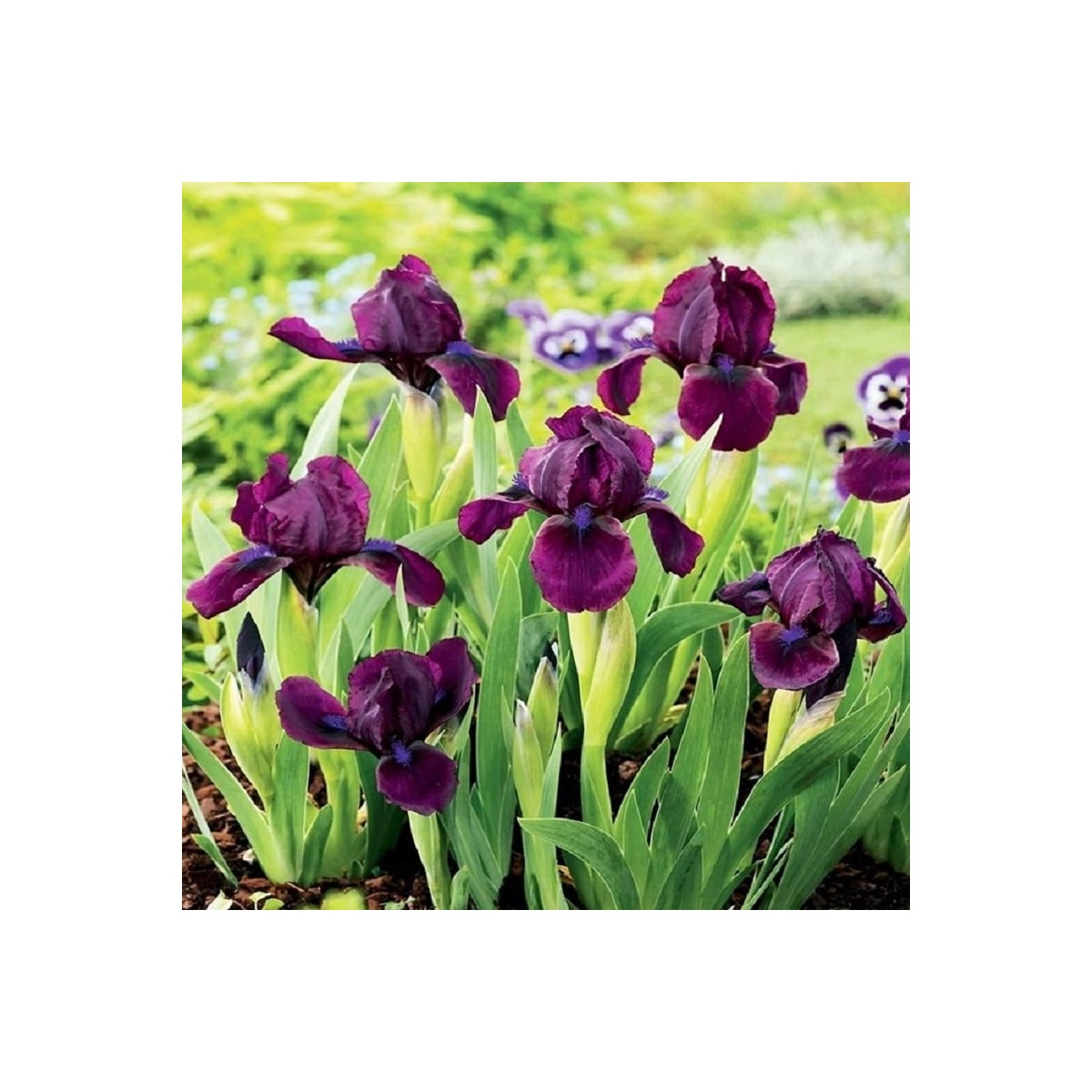 Kosatec Cherry Garden - Iris pumila - hľuzy kosatca - 1 ks