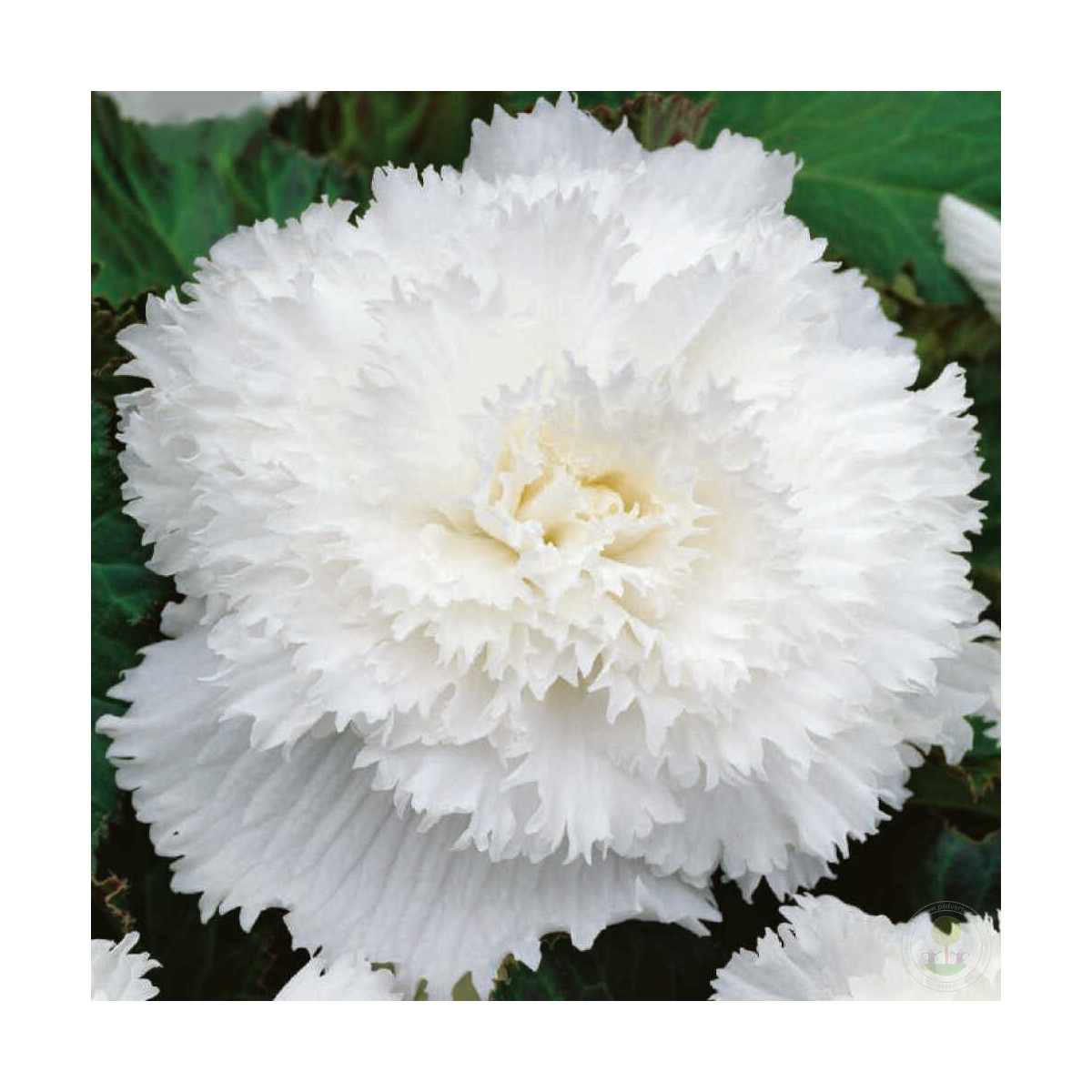 Begónia strapkatá biela - Begonia fimbriata - hľuzy begónií - 2 ks