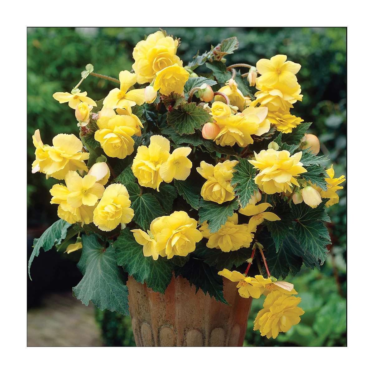 Begónia žltá - Begonia Pendula maxima - hľuzy begónie - 2 ks