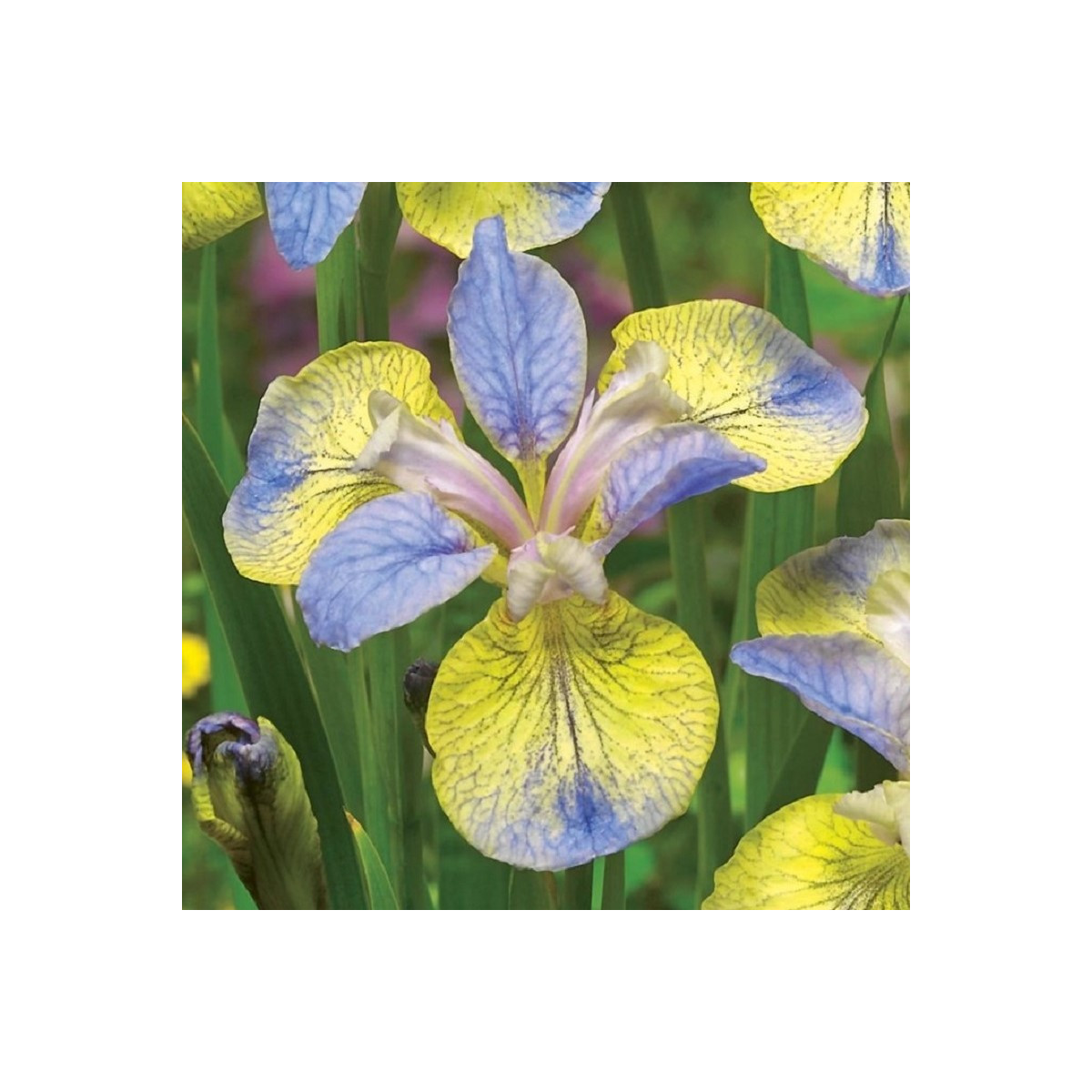 Kosatec Tipped in Blue - Iris sibirica - hľuzy kosatca - 1 ks