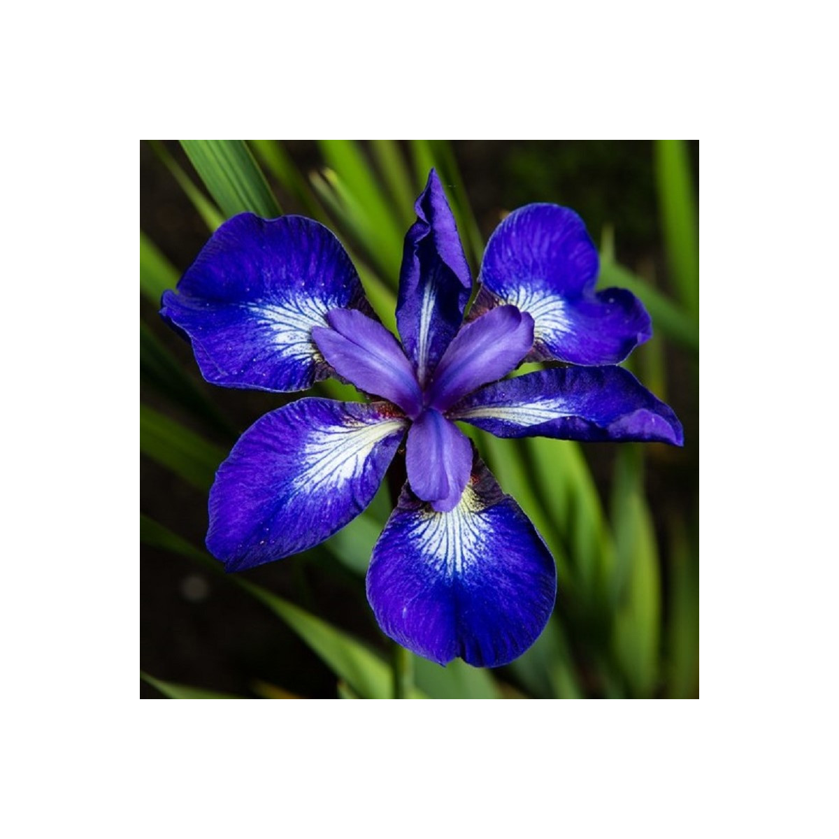 Kosatec See Star - Iris sibirica - hľuzy kosatca - 1 ks
