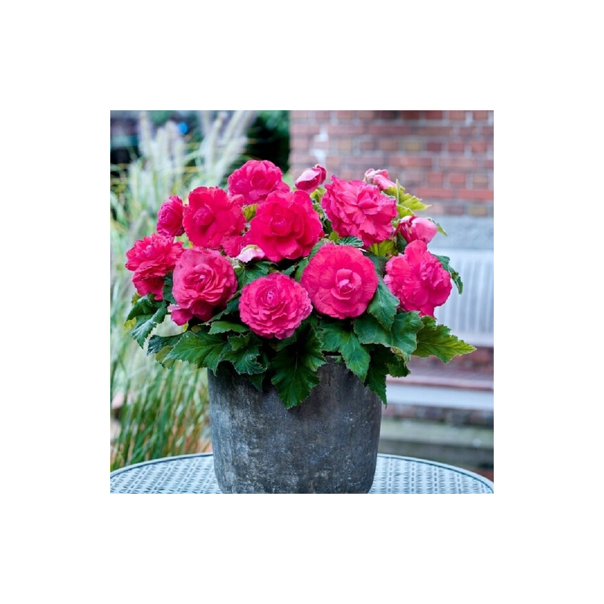 Begónia plnokvetá ružová - Begonia superba - hľuzy begónie - 2 ks