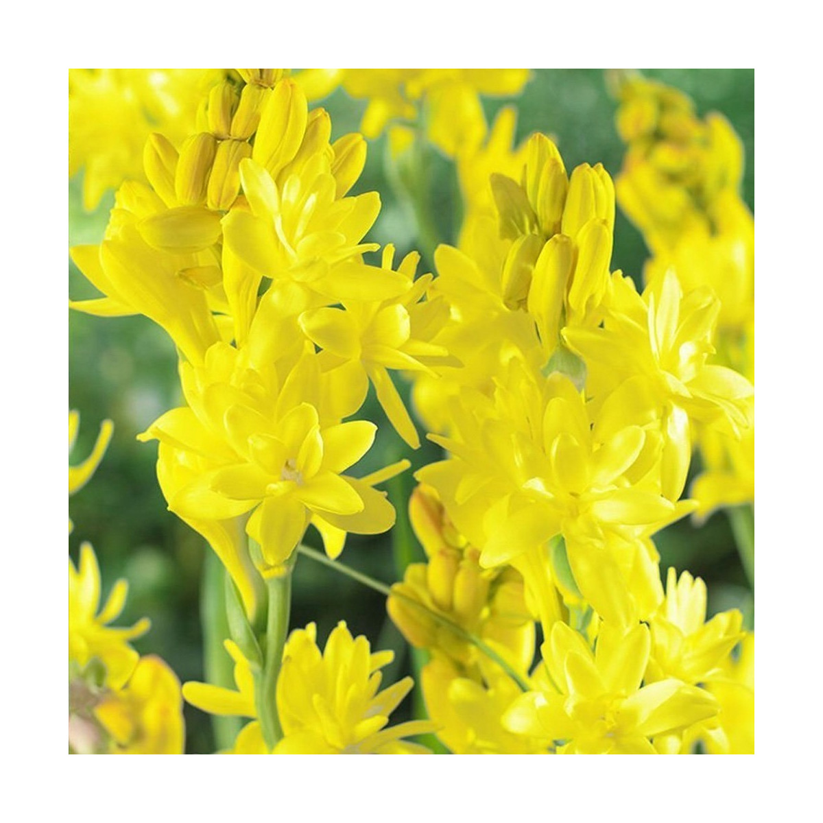 Tuberóza Super Gold - Polianthes tuberóza - hľuzy tuberózy - 1 ks