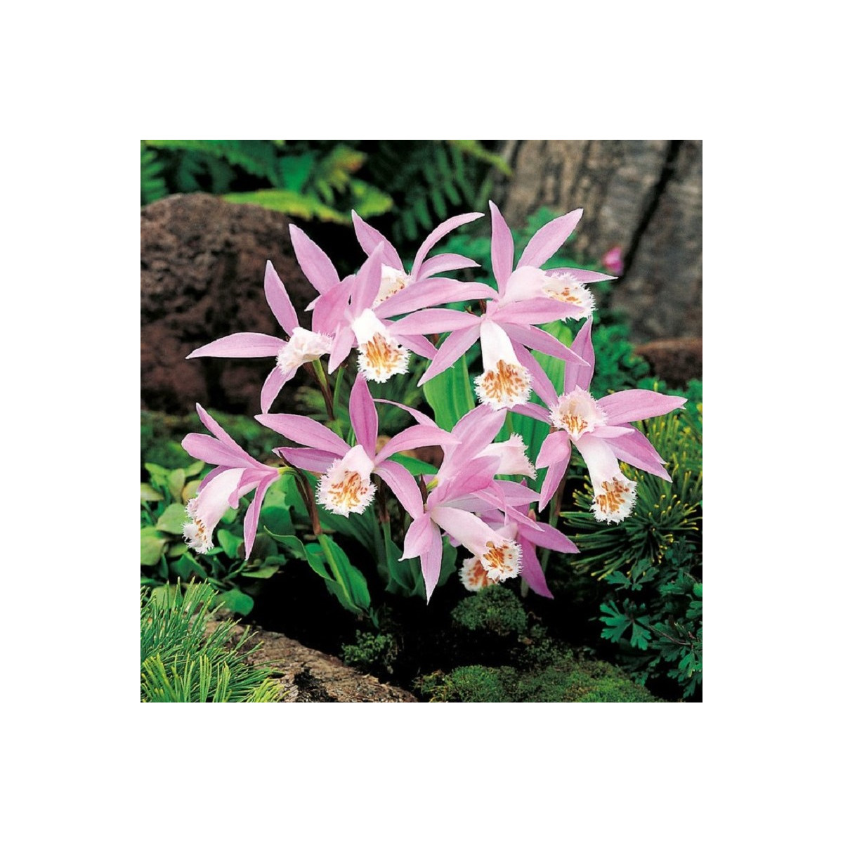 Plejonka - Pleione formosana - hľuzy plejonky - 1 ks