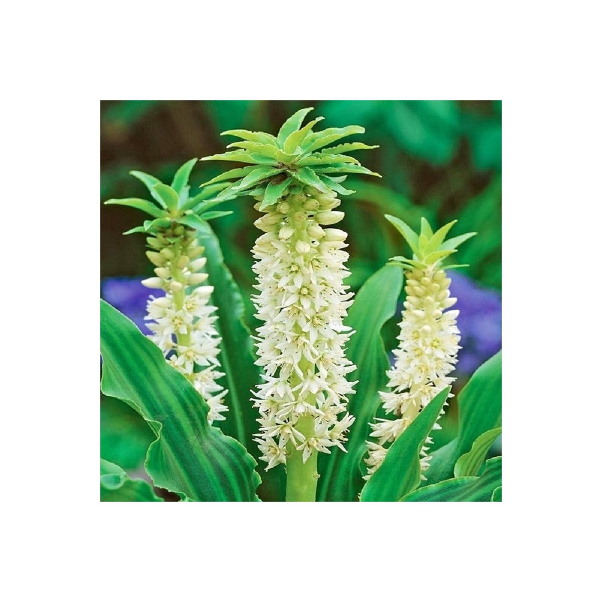 Chocholka Autumnalis - Eucomis - cibuľa chocholka - 1 ks