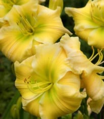Ľaliovka Tequila and Lime - Hemerocallis - hľuzy ľaliovky - 1 ks