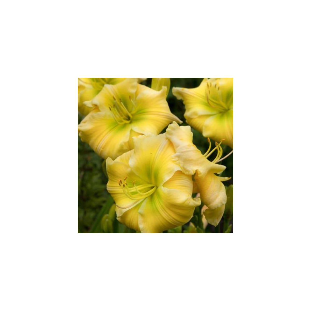 Ľaliovka Tequila and Lime - Hemerocallis - hľuzy ľaliovky - 1 ks