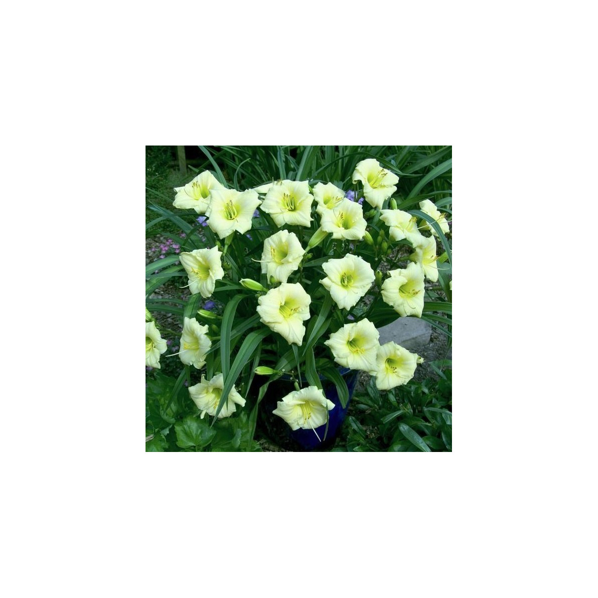 Ľaliovka Longsfield Pearl - Hemerocallis - hľuzy ľaliovky - 1 ks