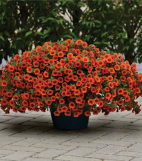 Minipetúnia Kabloom Orange - Milionbells - Calibrachoa - semená - 6 ks