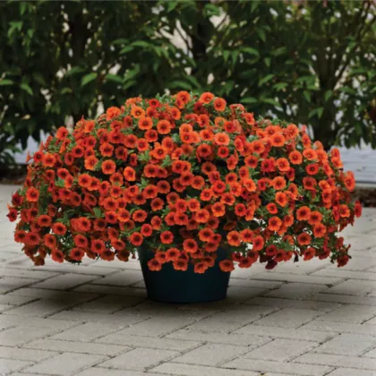 Minipetúnia Kabloom Orange - Milionbells - Calibrachoa - semená - 6 ks