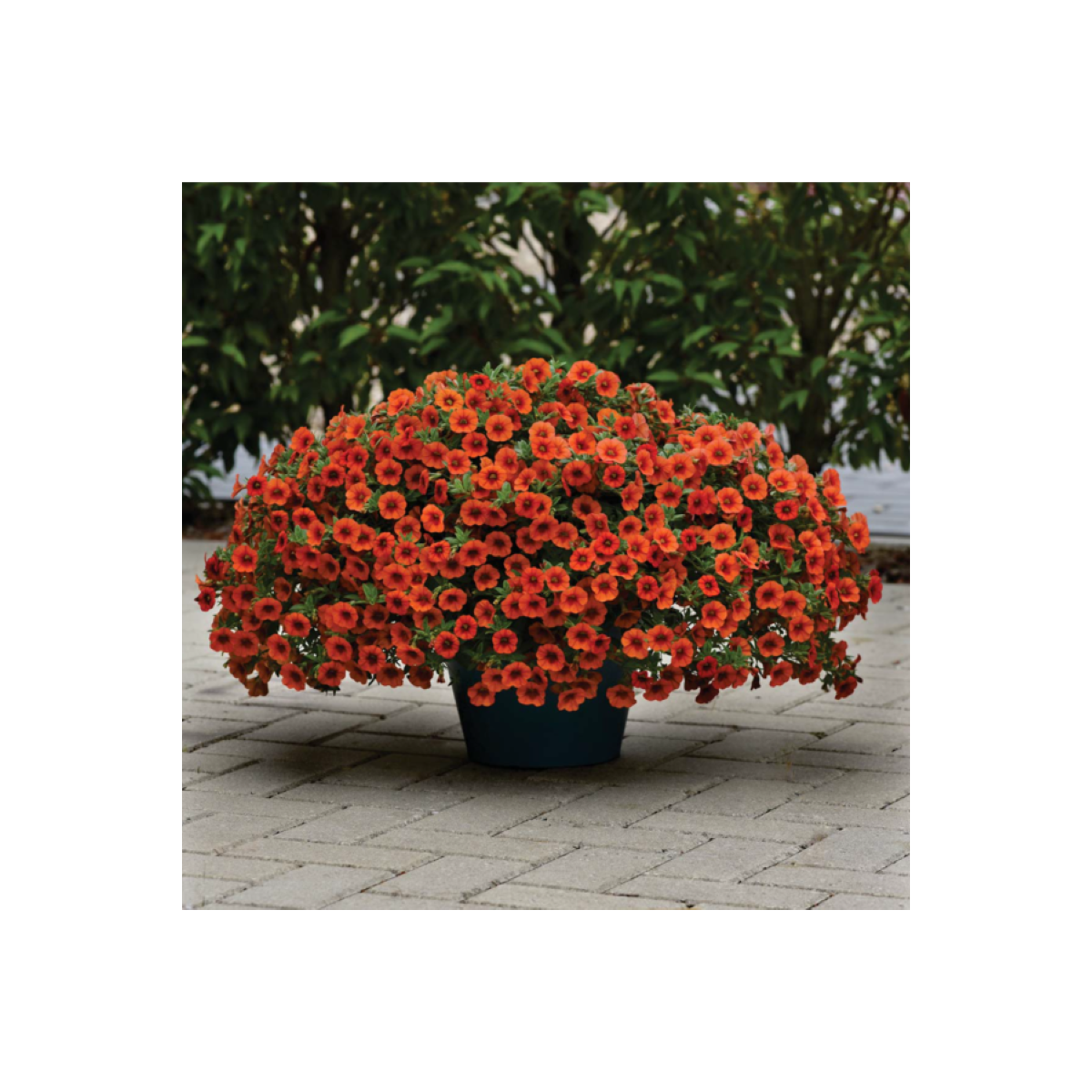 Minipetúnia Kabloom Orange - Milionbells - Calibrachoa - semená - 6 ks