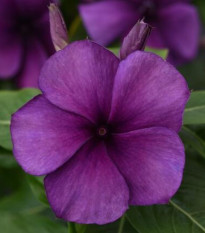 Katarant Tatoo Blueberry - Catharanthus - semená katarantu - 20 ks