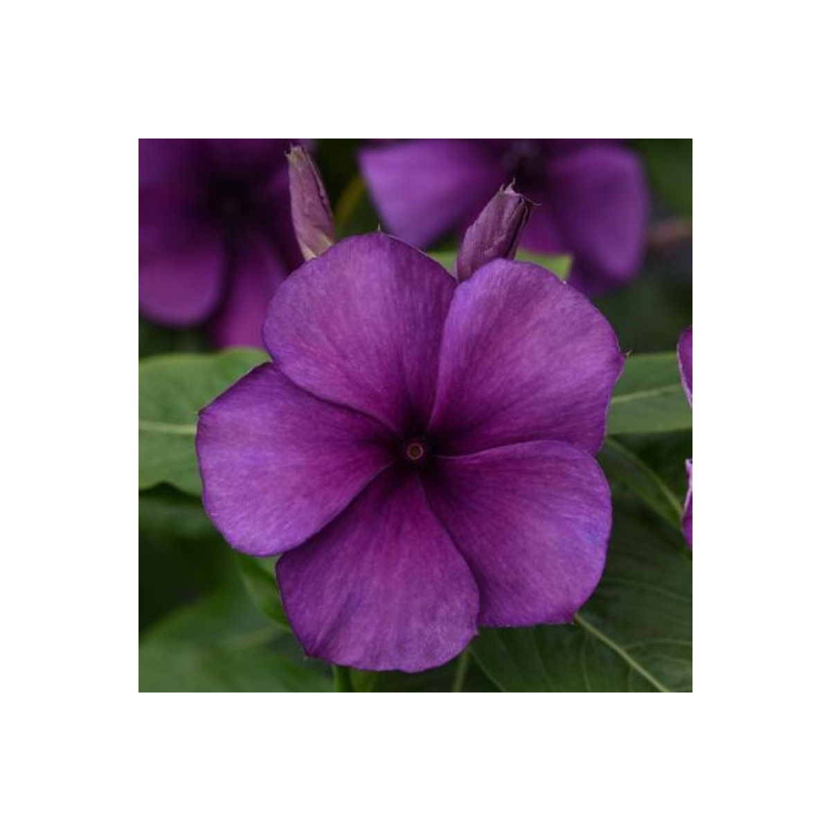 Katarant Tatoo Blueberry - Catharanthus - semená katarantu - 20 ks