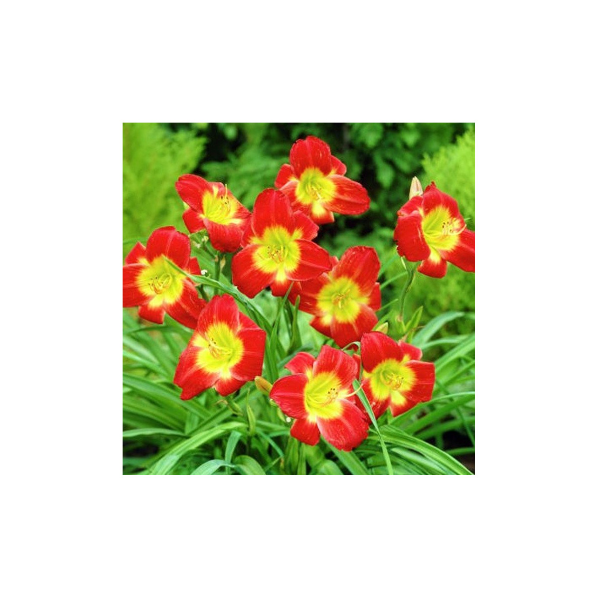 Ľaliovka Longsfield Red Baron - Hemerocallis - hľuzy ľaliovky - 1 ks