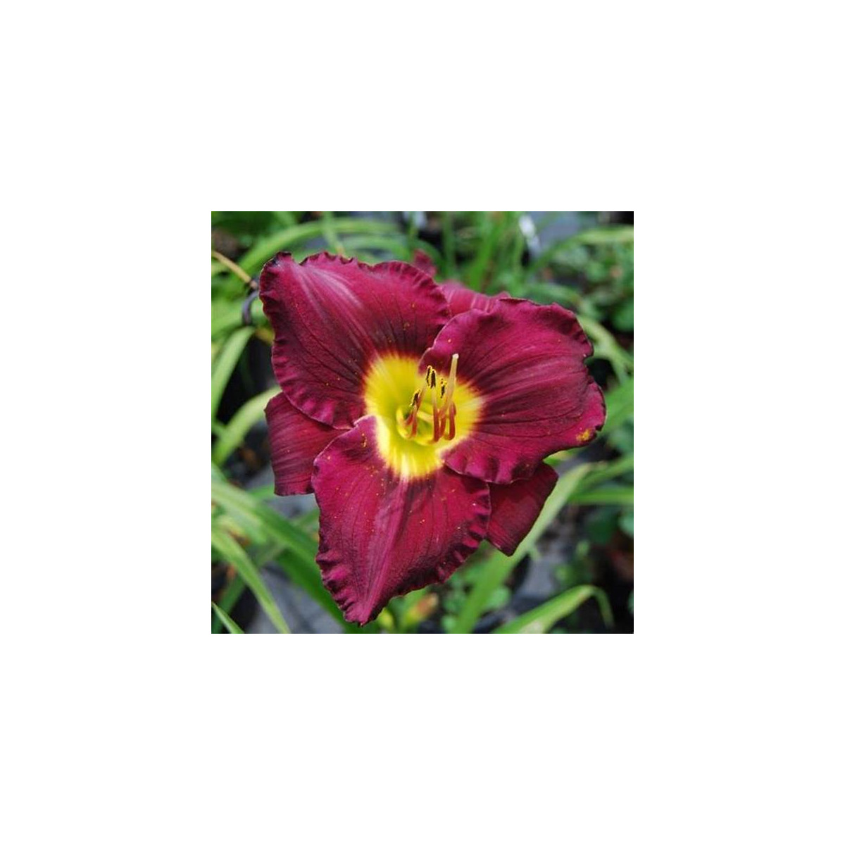 Ľaliovka Catcher in the Eye - Hemerocallis - hľuzy ľaliovky - 1 ks