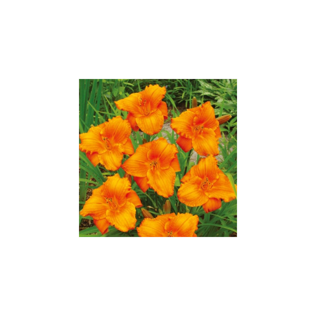 Ľaliovka Tiger Blood - Hemerocallis - hľuzy ľaliovky - 1 ks
