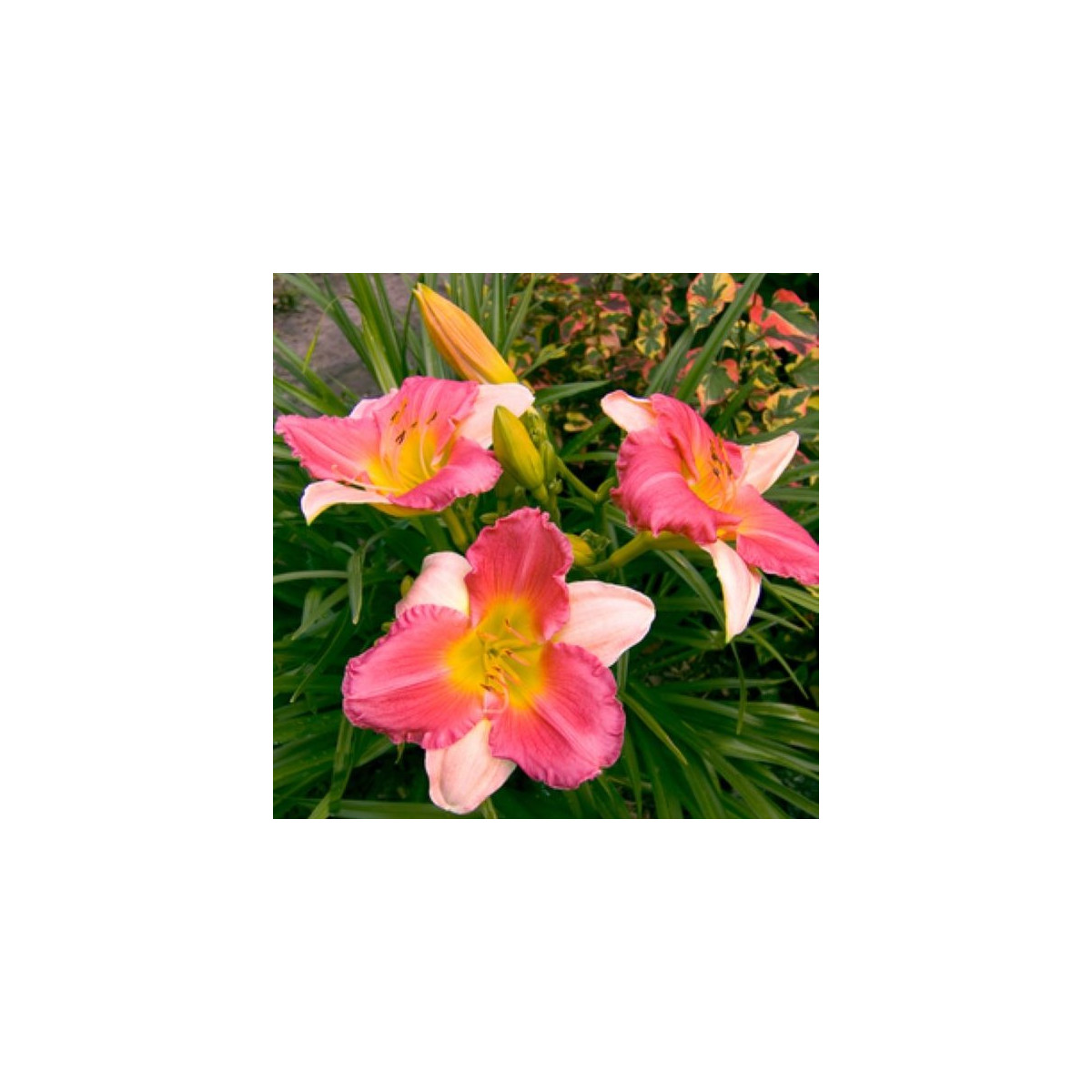 Ľaliovka Final Touch - Hemerocallis - hľuzy ľaliovky - 1 ks