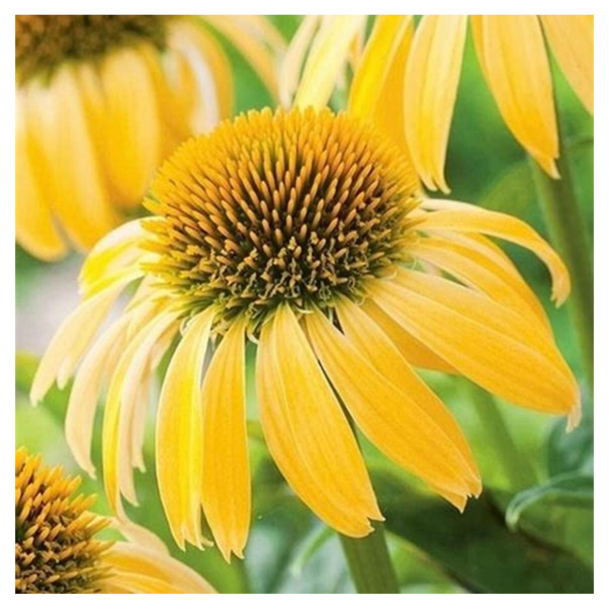 Echinacea žltá - Echinacea - voľnokorenné sadenice echinacey - 1ks