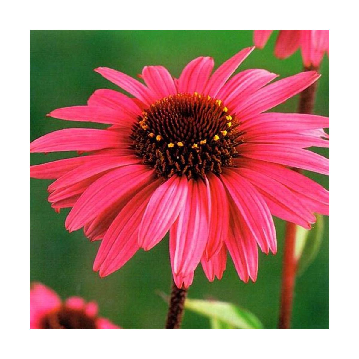 Echinacea purpurová - Echinacea - voľnokorenné sadenice echinacey - 1 ks