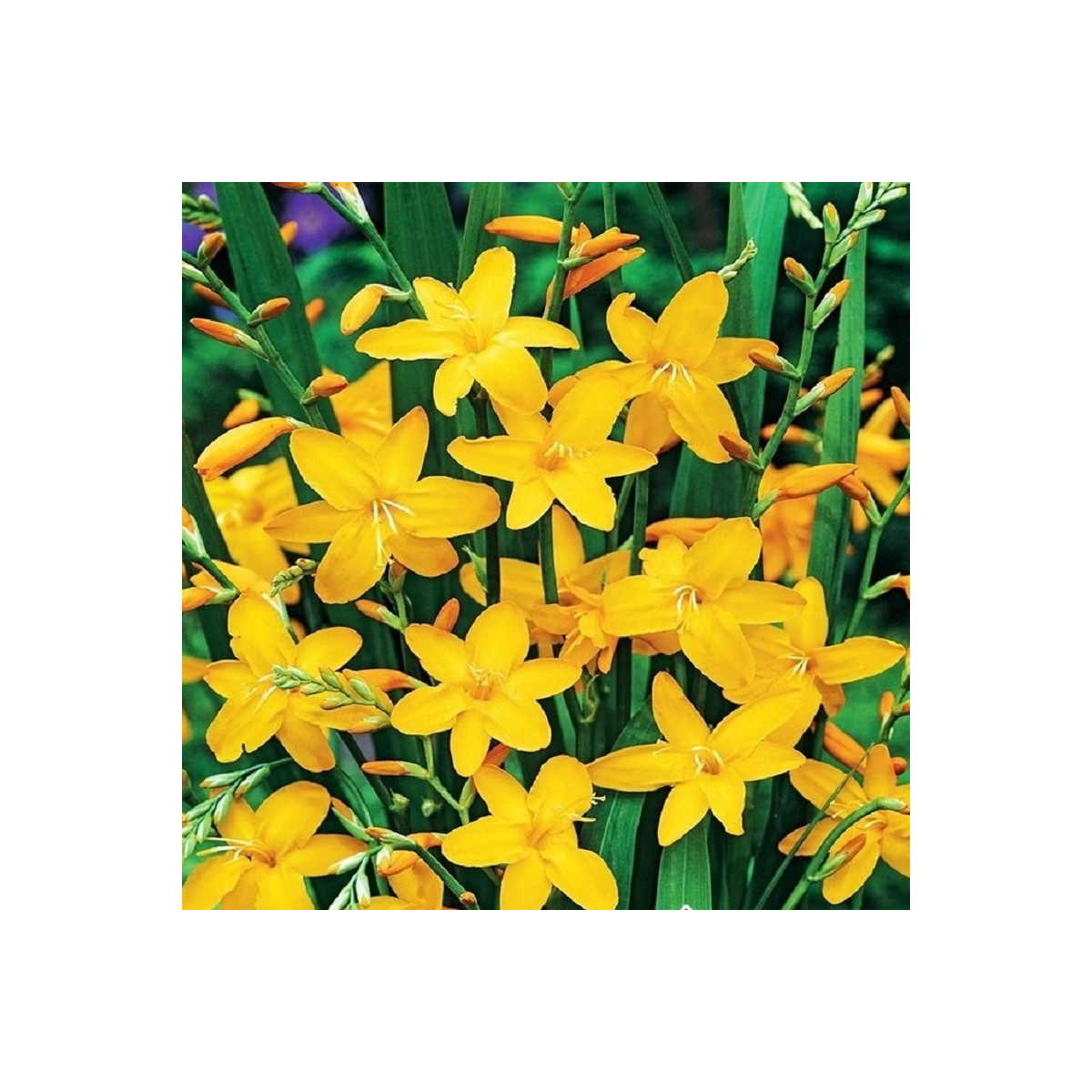 Montbrécia Sonate - Crocosmia - hľuzy montbrécie - 4 ks