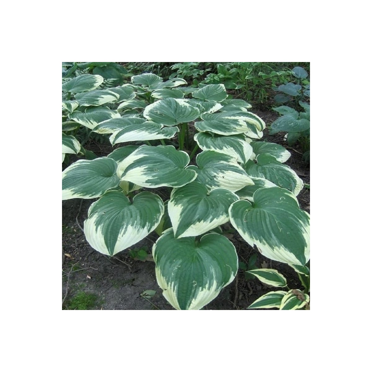 Funkia - Hosta Robert Frost - hľuzy funkie - 1 ks