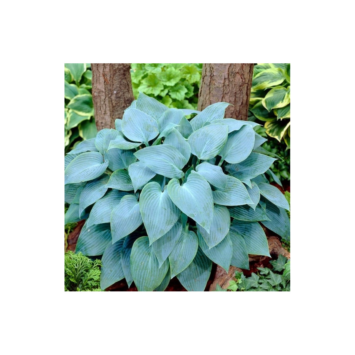 Funkia - Hosta Canadian Blue - hľuzy funkie - 1 ks