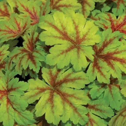 Heuchera Dales Strain - Heuchera - voľnokorenné sadenice heuchery - 1 ks