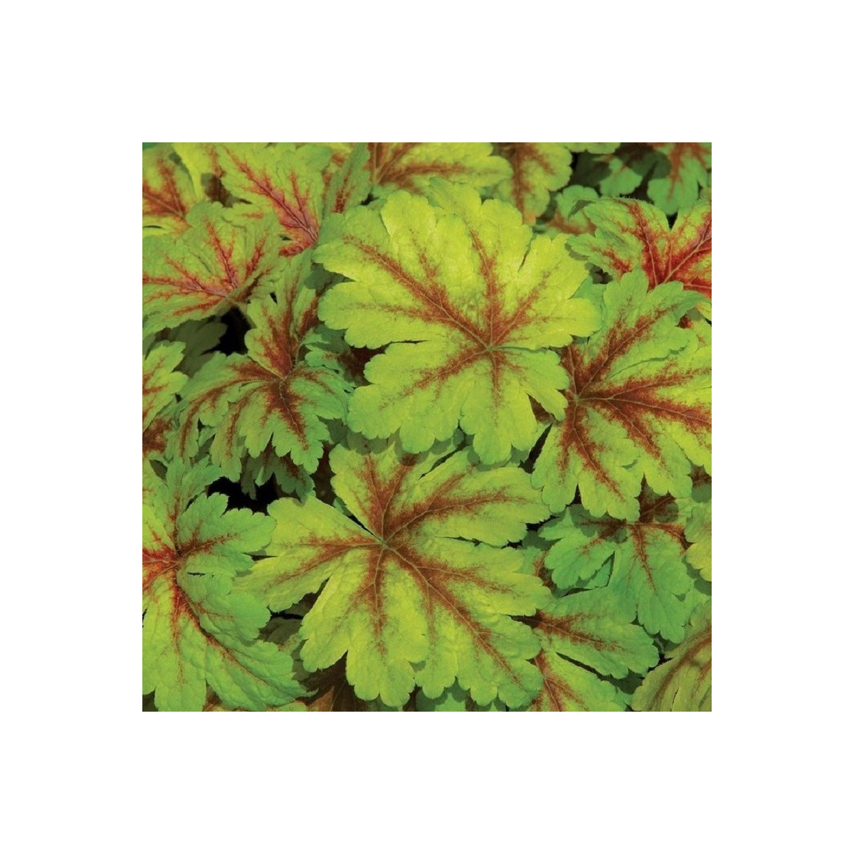 Heuchera Dales Strain - Heuchera - voľnokorenné sadenice heuchery - 1 ks