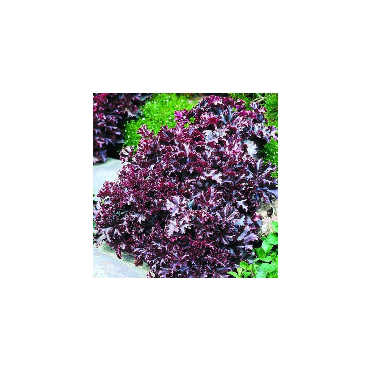 Heuchera Melting Fire - Heuchera - semená heuchery - 15 ks
