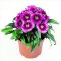 Klinček Chiba Purple Picotee F1 - Dianthus interspecific - semená klinčeka - 18 ks