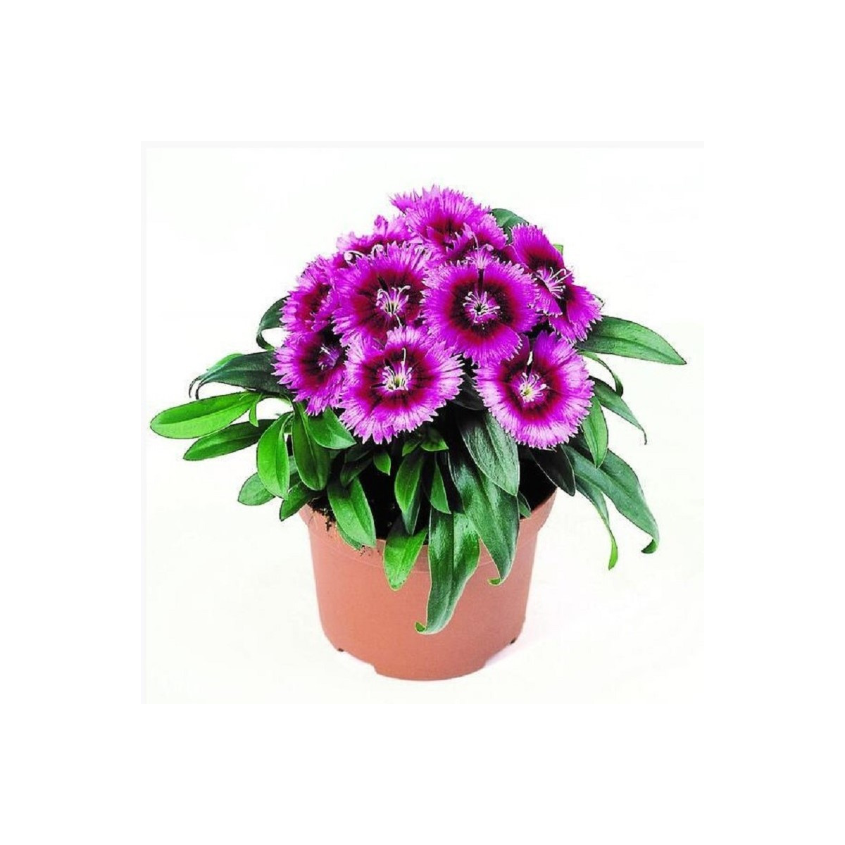 Klinček Chiba Purple Picotee F1 - Dianthus interspecific - semená klinčeka - 18 ks