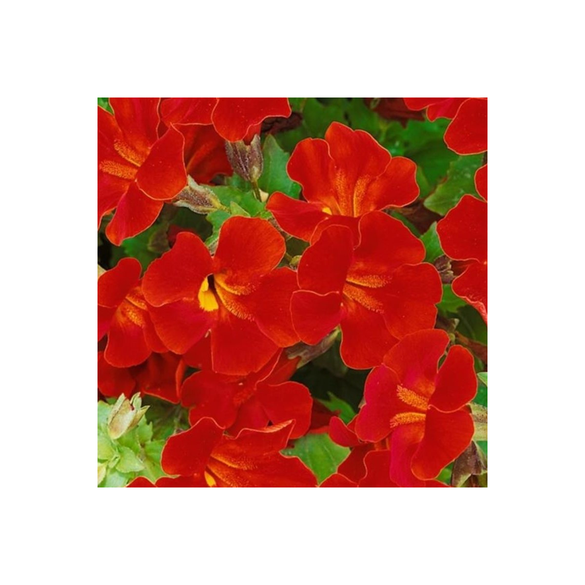 Čarodejka Magic Red - Mimulus hybridus - semená čarodejky - 30 ks