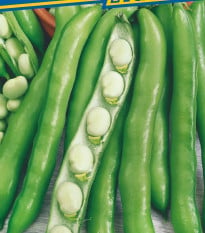 Bôb obyčajný Perla - Vicia faba - semená bôbu - 20 ks