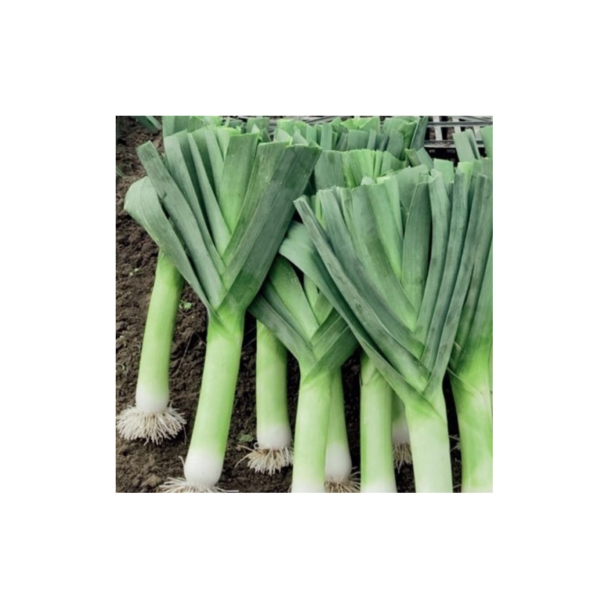 Pór Herbstriesen 2 - Allium porrum - semená póru - 200 ks