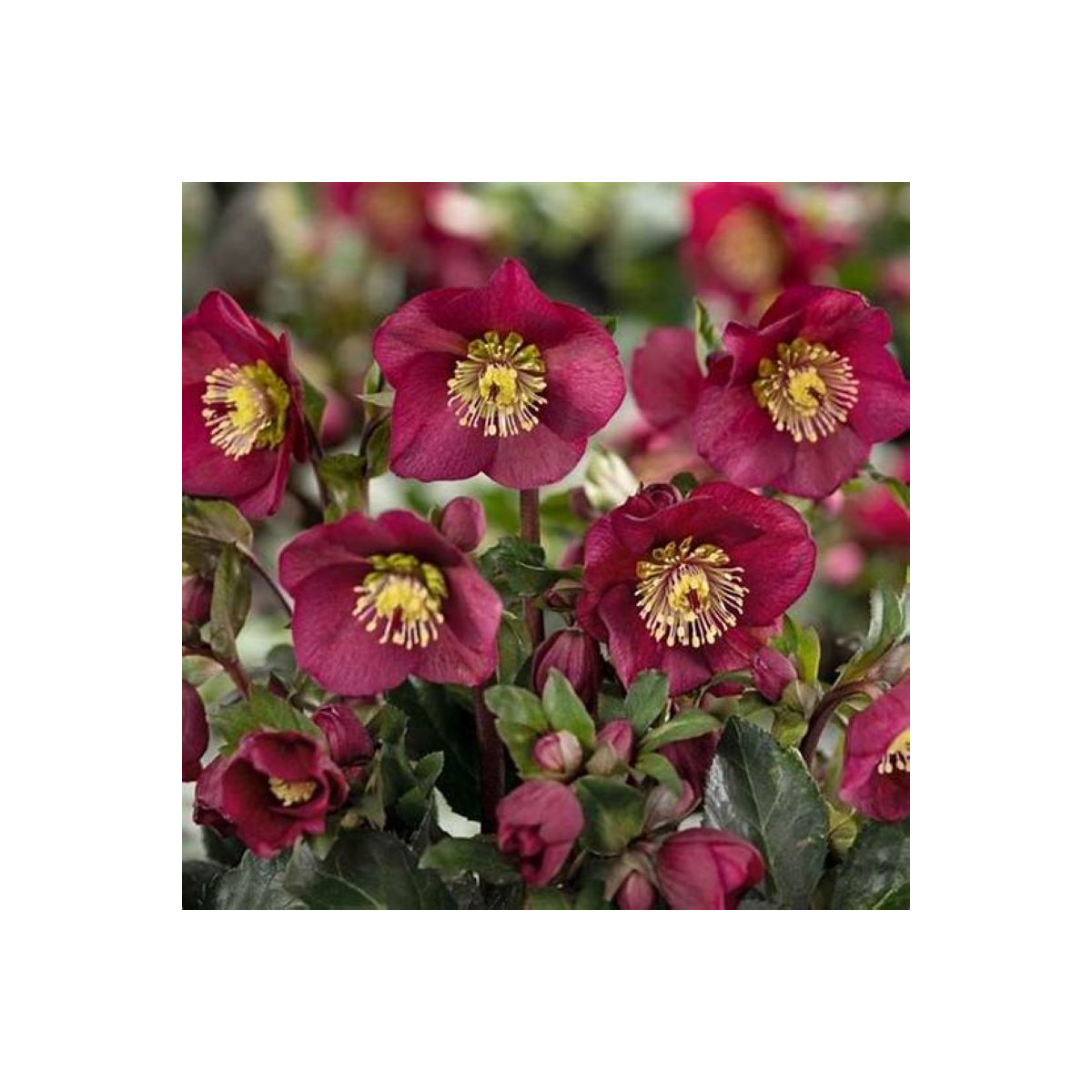 Čemerica purpurová - Helleborus purpurascens - voľnokorenné sadenice čemerice - 1 ks
