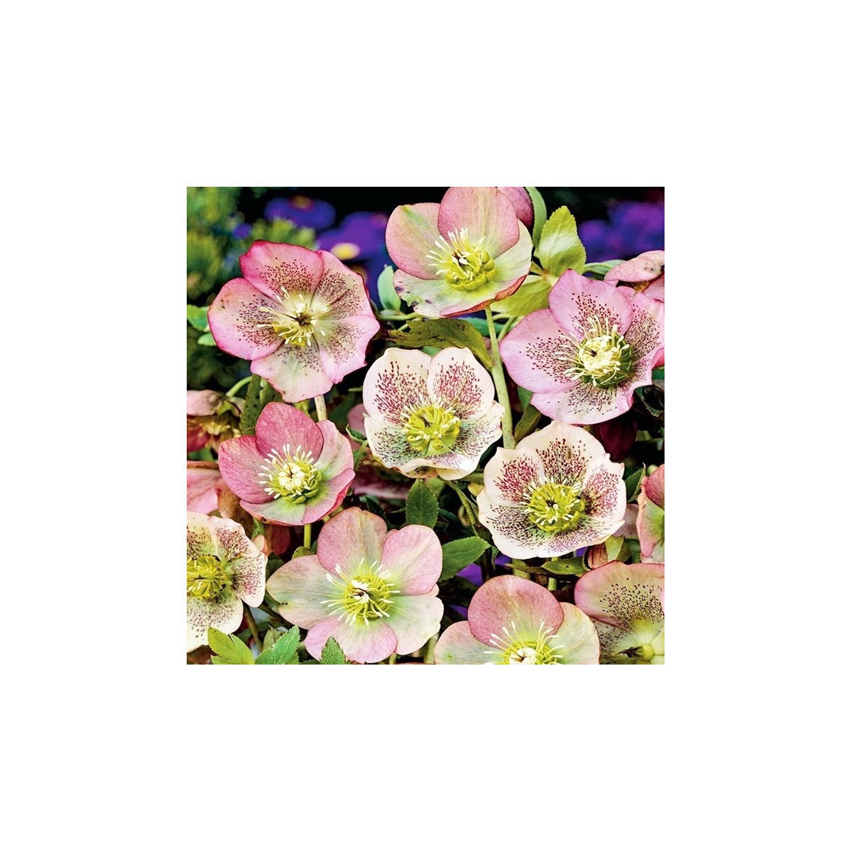 Čemerica východná - Helleborus orientalis - voľnokorenné sadenice  čemerice - 1 ks
