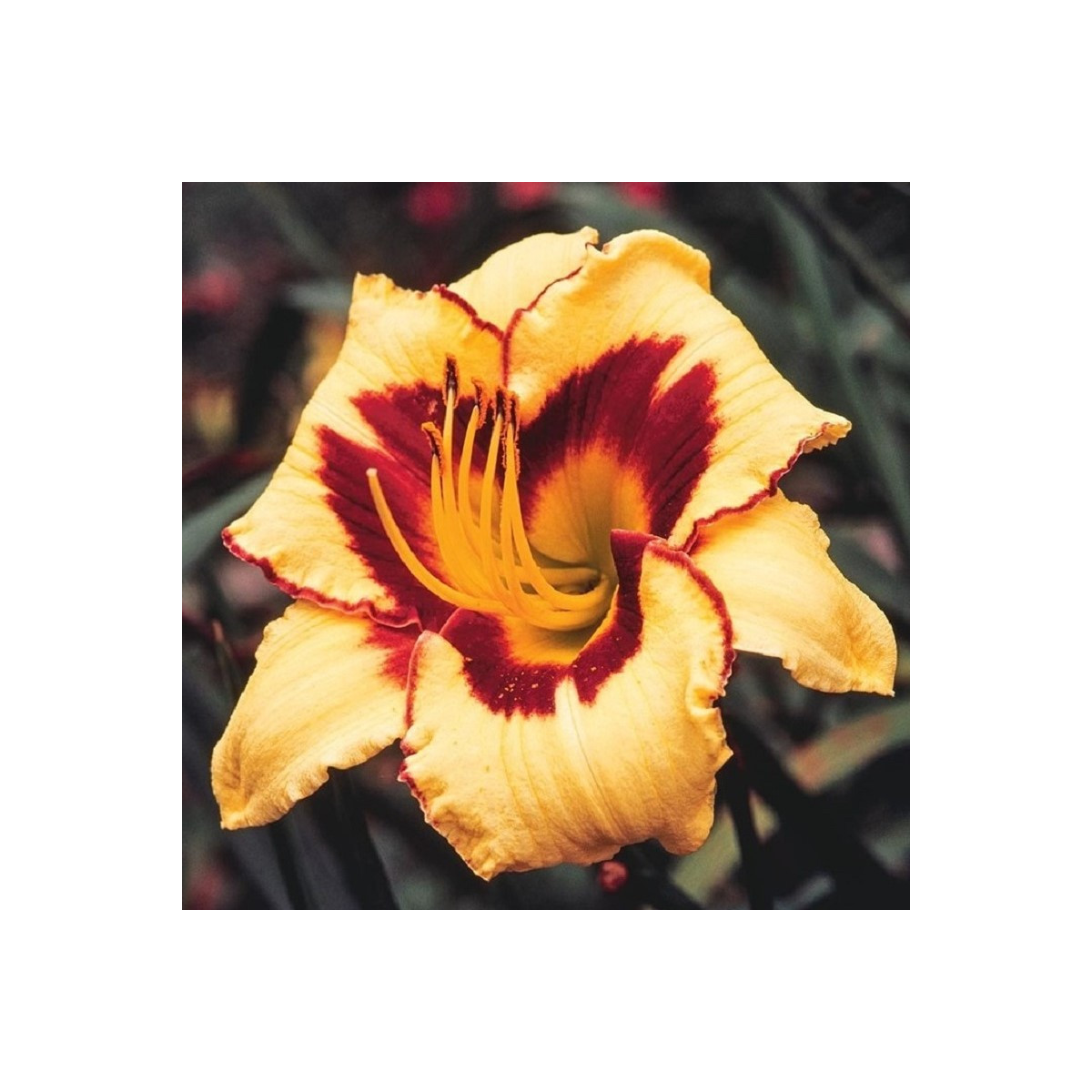 Ľaliovka Eye on America - Hemerocallis - hľuzy ľaliovky - 1 ks