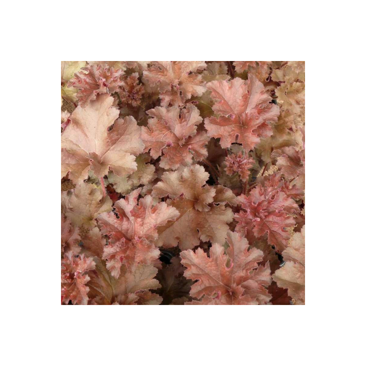 Heuchera Cappuccino - Heuchera - voľnokorenné sadenice heuchery - 1 ks