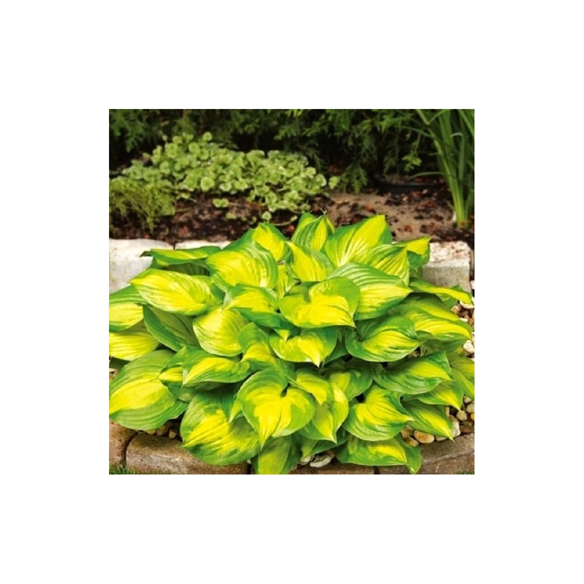 Funkia - Hosta Banana Bay - hľuzy funkie - 1 ks
