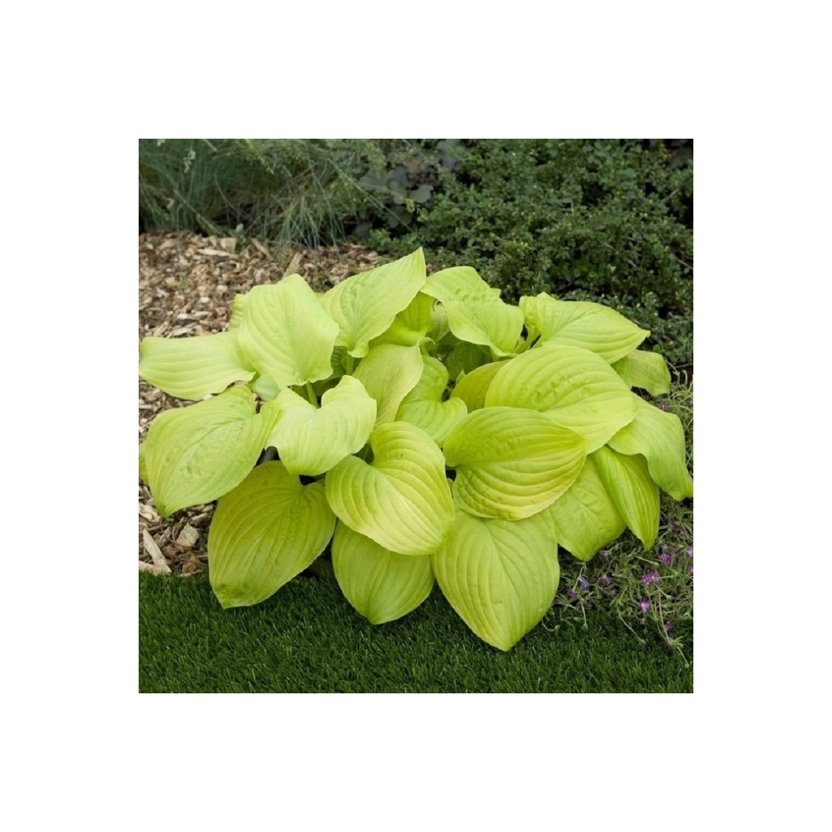 Funkia - Hosta Tortilla Chip - hľuzy funkie - 1 ks