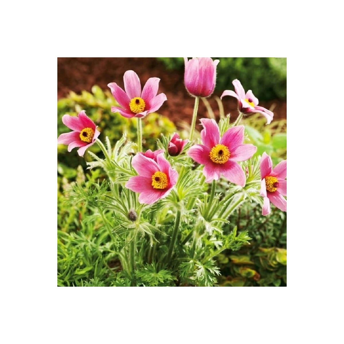 Poniklec ružový - Pulsatilla - voľnokorenné sadenice poniklecu - 1 ks