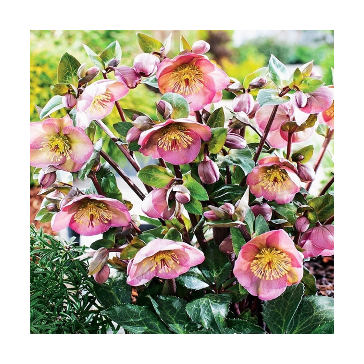 Čemerica Montsegur - Helleborus - voľnokorenné sadenice čemerice - 1 ks