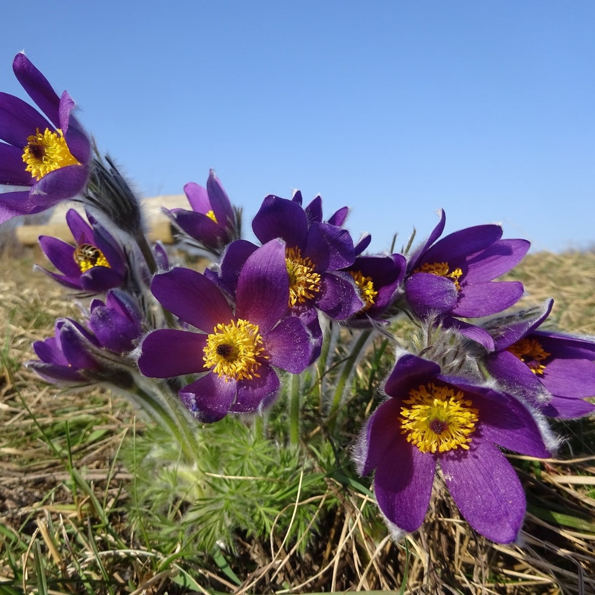 Poniklec modrý - Pulsatilla - voľnokorenné sadenice poniklecu - 1 ks