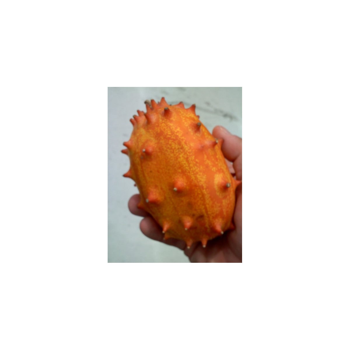 Africký melón Kiwano - Cucumis metuliferus - semená afrického melóna - 8 ks