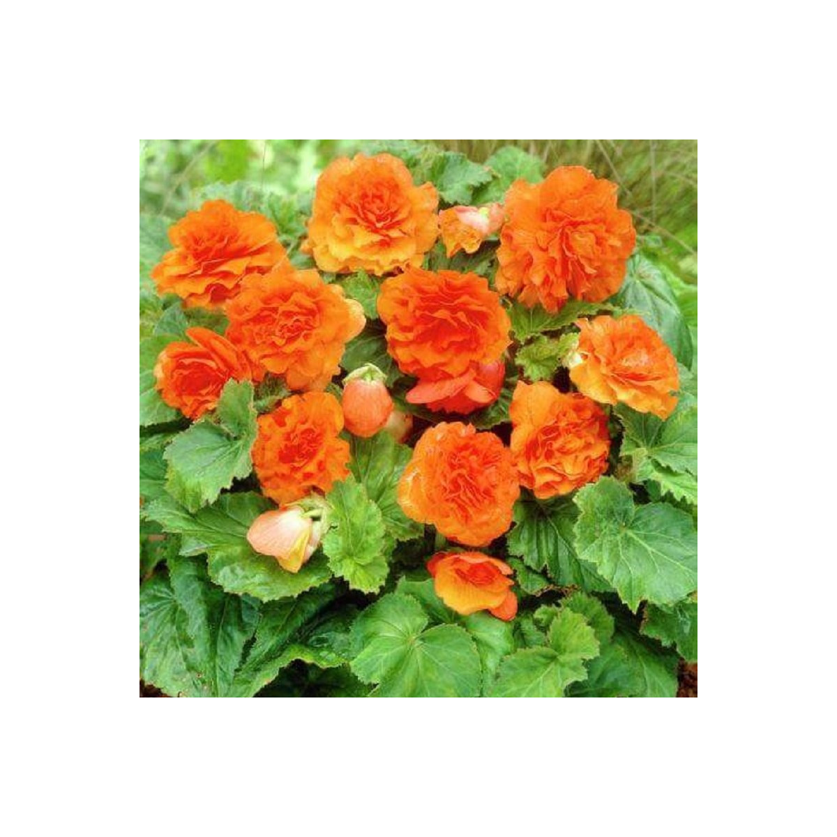 Begónia Nonstop F1 Orange - Begonia tuberhybrida - semená begónie - 20 ks