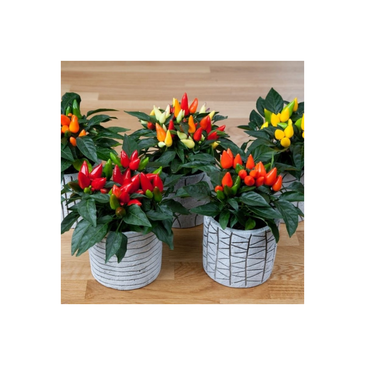 Okrasná paprika Salsa Mix - Capsicum annuum - semená papriky - 7 ks