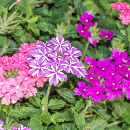 Železník hybridný Tuscany Mix - Verbena hybrida - semená železníka - 15 ks